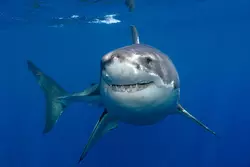 Cosa Offre Laspirapolvere Verticale Shark Navigator Pet Plus
